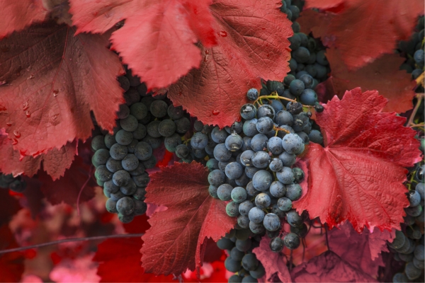 DİMES Traditional Ottoman Grape Drink (Şıra)